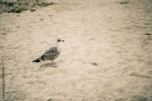 Mewa na plaży w Rewalu.