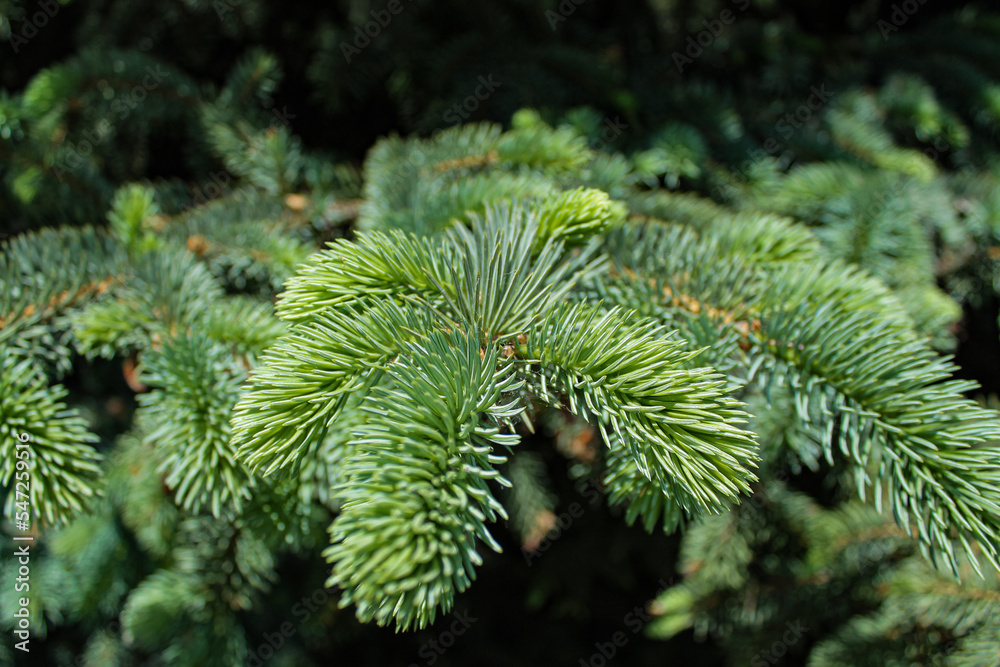 Pine branch close-up. Coniferous tree background. Christmas decor Pine branch close-up. Coniferous tree background. Christmas decor