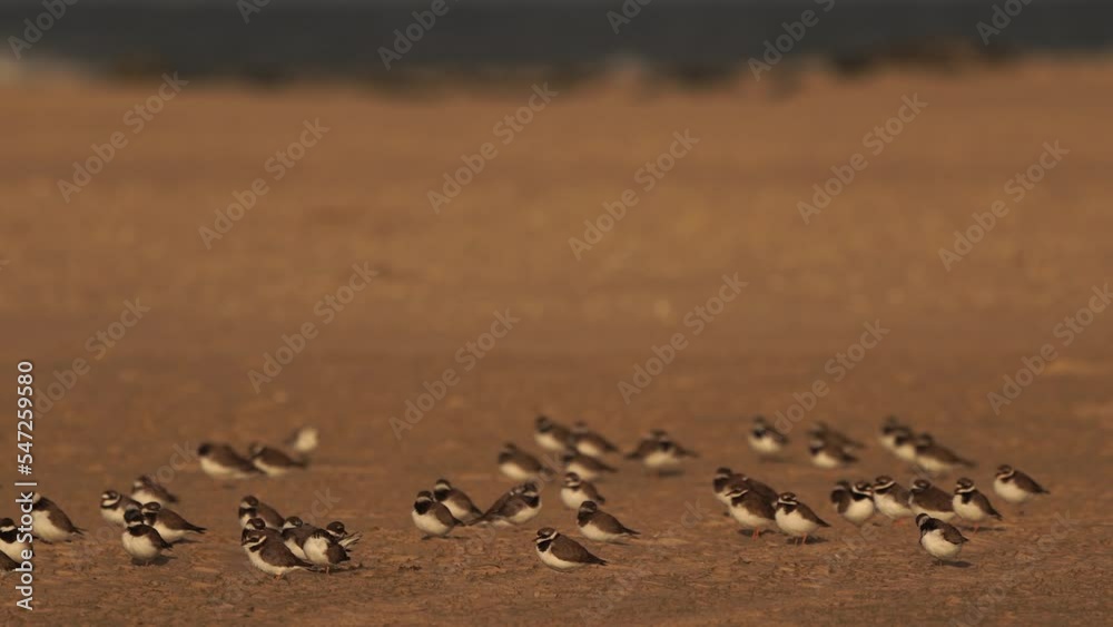 A large group of commong ringed plovers (Charadrius hiaticula) standing on the beach
