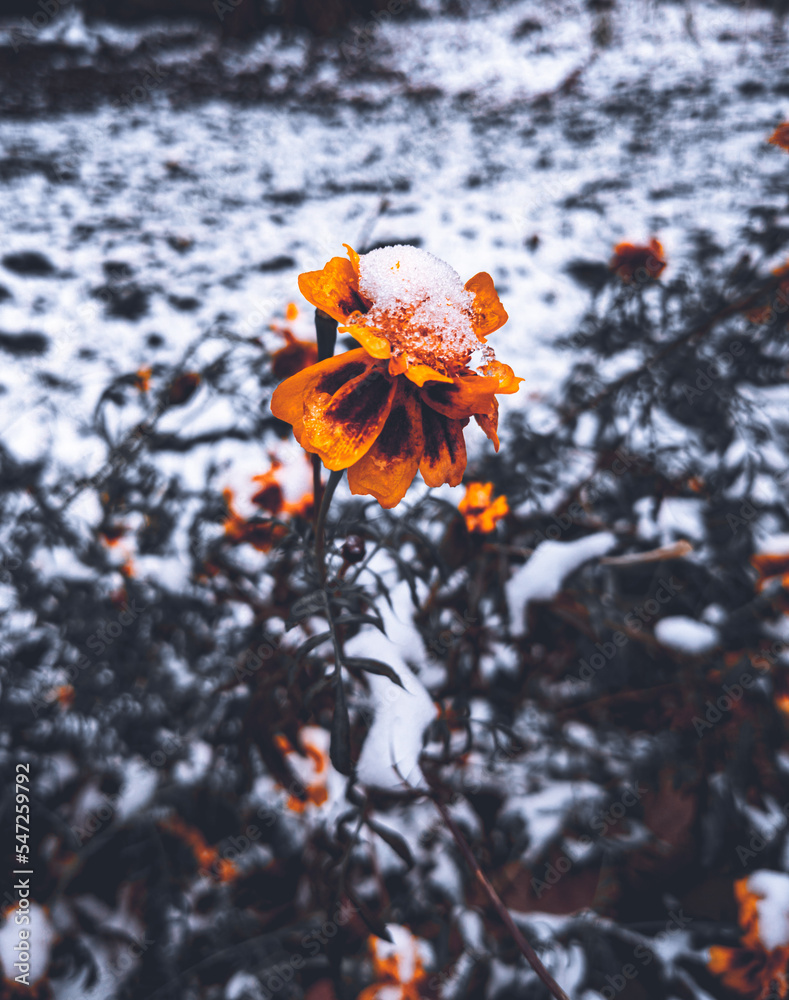 orange flower in water orange flower in water