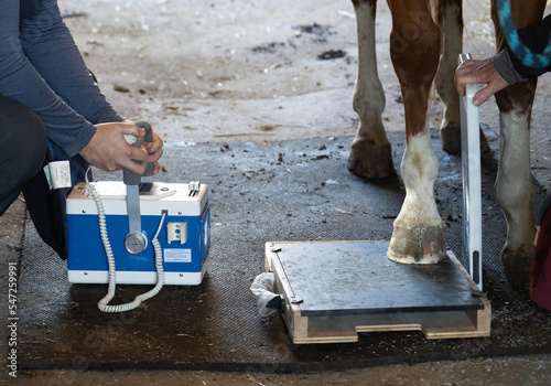 mobile equine large animal veterinarian performing x-ray on right front of horse in barn imaging bone on to film horse hoof standing on imaging plate with film held behind leg equine health vet visit