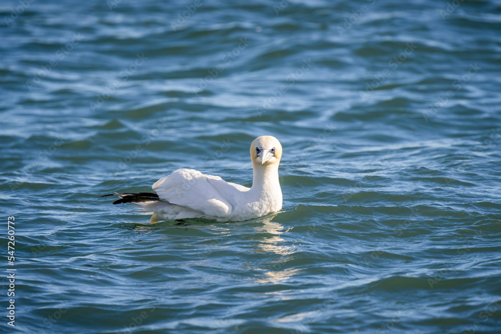 The gannet The gannet