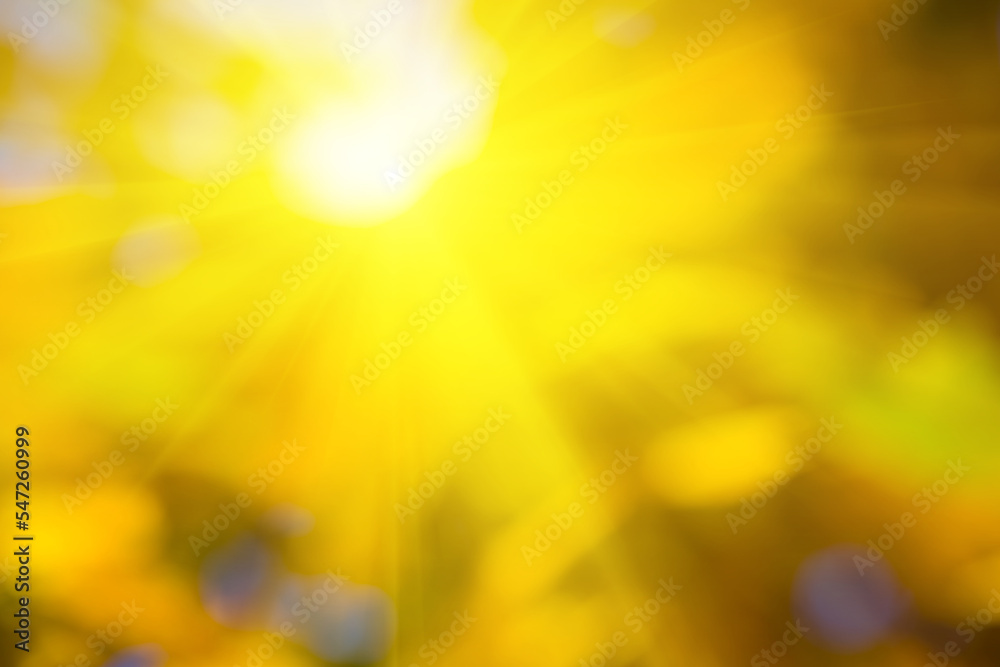 sparkle sun push through the defocused dry tree branch, blurred natural autumn forest background sparkle sun push through the defocused dry tree branch, blurred natural autumn forest background