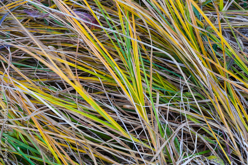 closeup green prairie grass natural background