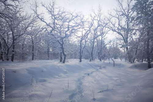 quiet forest glade in snow in light of sun  winter snowbound forest scene