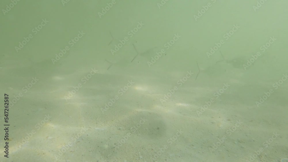 Swimming small fish at the bottom of the beach in Dubai Swimming small fish at the bottom of the beach in Dubai