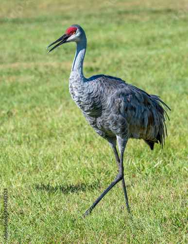 Sandhill Crane Standing