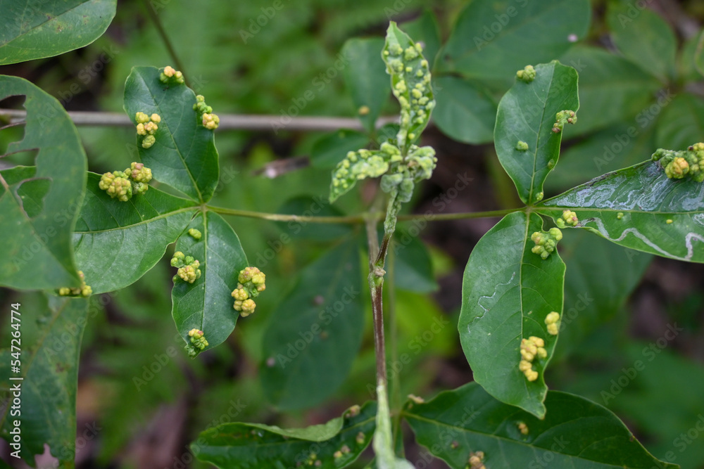 leaves of wild plants infected by plant diseases