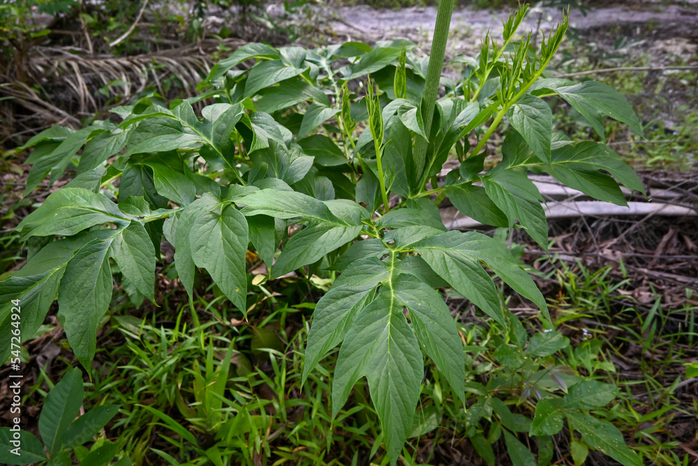 Tacca leontopetaloides is a species of flowering plant in the yam family Dioscoreaceae. leaves of the tacca plant. Tacca leontopetaloides is a species of flowering plant in the yam family Dioscoreaceae. leaves of the tacca plant.