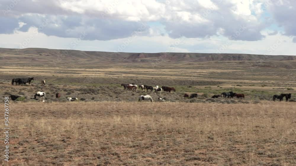 Wild Horses in Autumn in the Wyoming Desert Wild Horses in Autumn in the Wyoming Desert