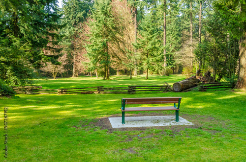 Bench in Park with green background.
