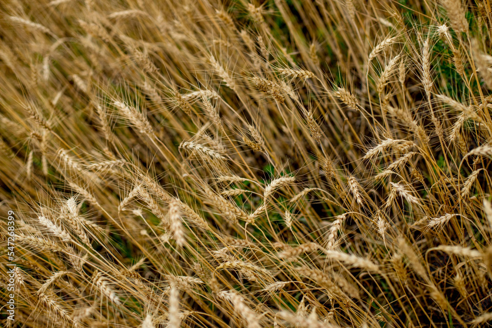 Gold Wheat Field in sunny day. Concept of great harvest and productive seed industry
