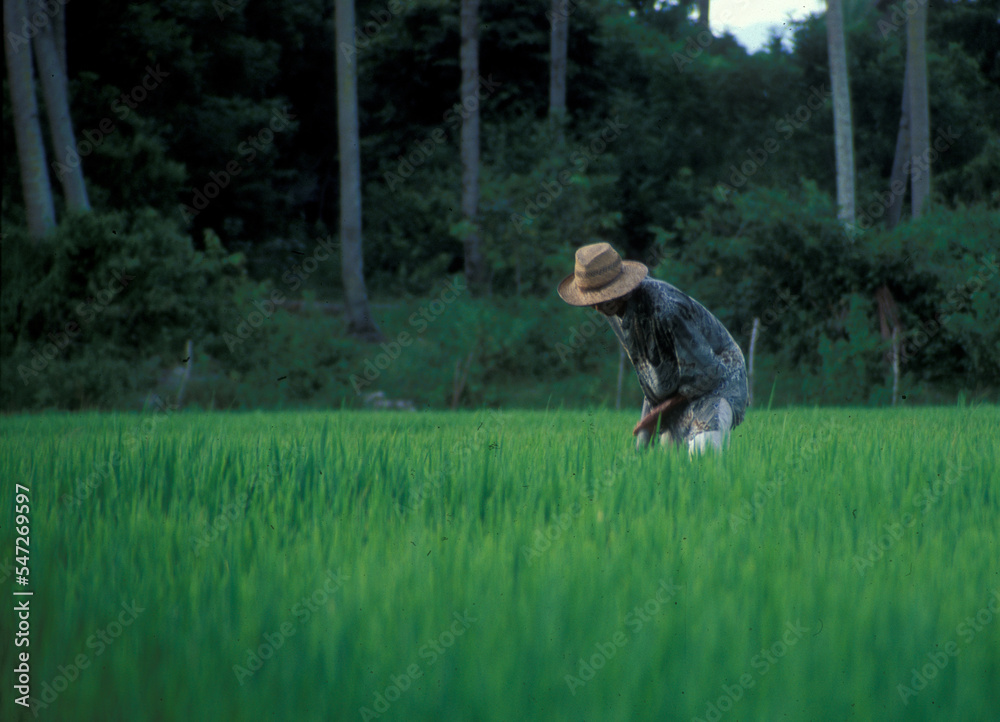 Vietnamese farmer working on the field. Vietnamesische Bauern verrichten Feldarbeit im Mekong Delta