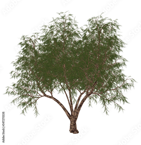 French tamarisk, tamarix gallica, tree - 3D render