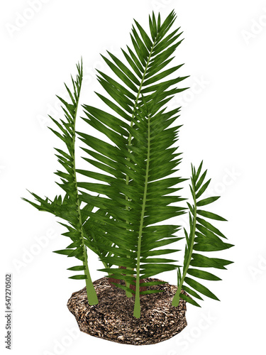 Nipa burtinii prehistoric plant - 3D render photo