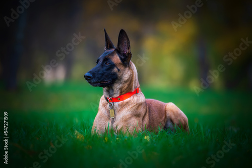 Portrait of young belgian shepherd malinois dog in the park