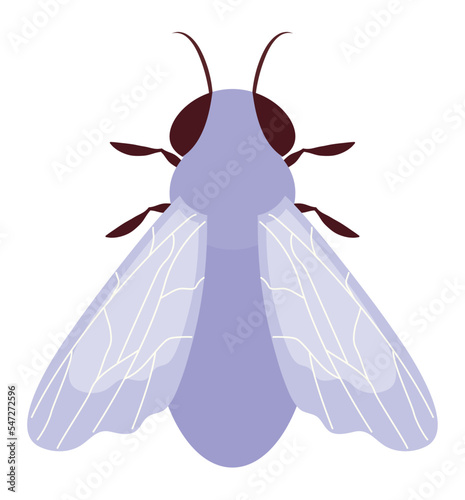 colored fly design