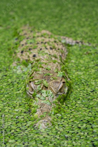 New Guinea crocodile (Crocodylus novaeguineae) in a pond full of algae photo