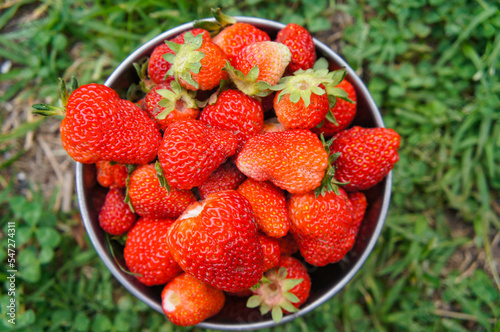 agroecological fresh strawberries in spring