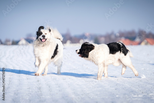 Dwa psy rasy landseer bawią się na śniegu 