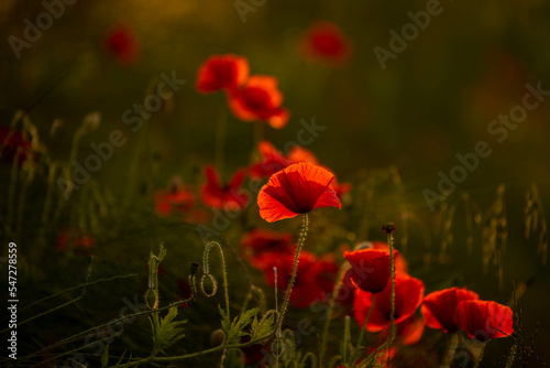 field of poppies