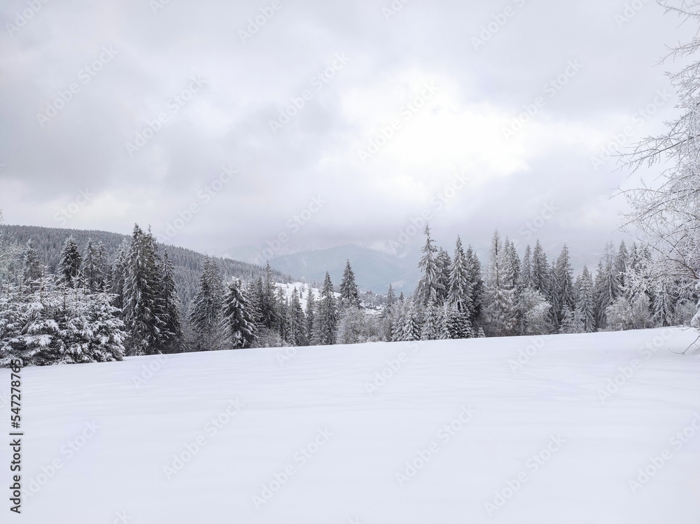 beautiful winter mountain landscape. magical winter forest. christmas atmosphere