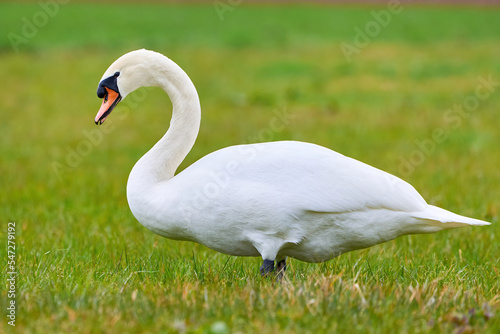 Mute swan on a field in spring season  Cygnus olor 
