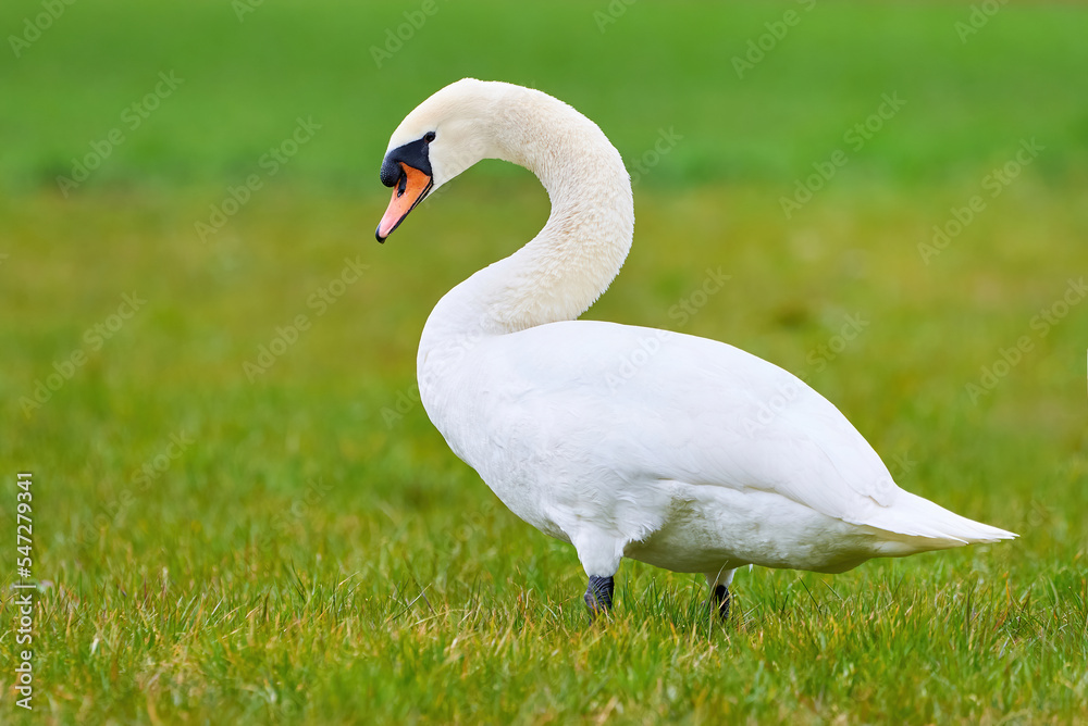 Mute swan on a field in spring season (Cygnus olor) Mute swan on a field in spring season (Cygnus olor)