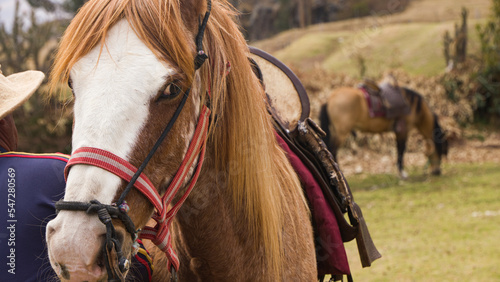 Brown and white Horse saddled for ridding in cusco peru