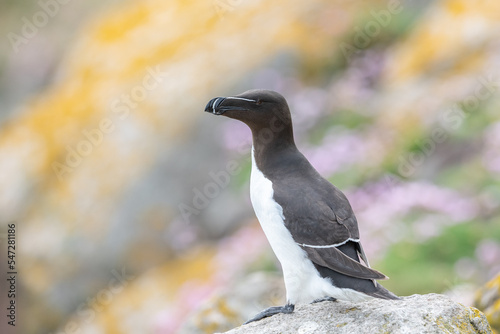 razorbill
