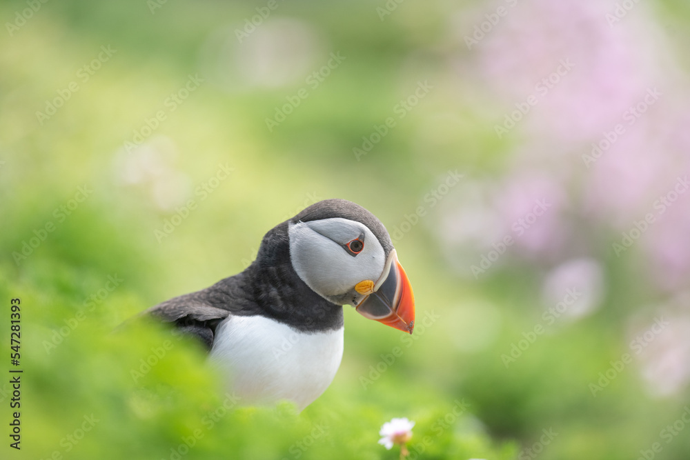 Fototapeta premium atlantic puffin