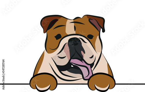 Funny English Bulldog dog with paws over a white wall, in a pocket vector illustration. Funny dog smiling. Cute dog head on a white background. Hand-drawn mascot. Smiling dog muzzle. BFF.