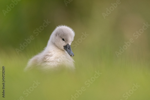 Canvas Print Ugly duckling