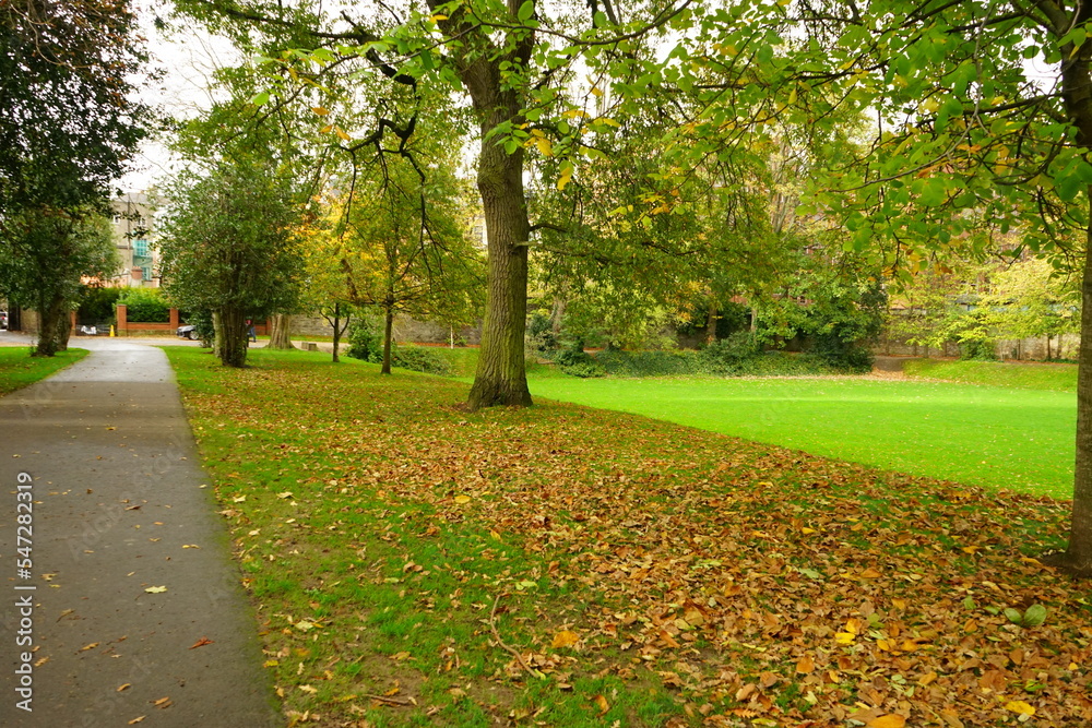 Autumn Colorful Foliage and Leaves at Iveagh Gardens 
Park in Dublin, Ireland