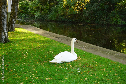 Swan on Autumn Colorful Foliage and Leaves at St. Stephen's Green Park in Dublin, Ireland photo