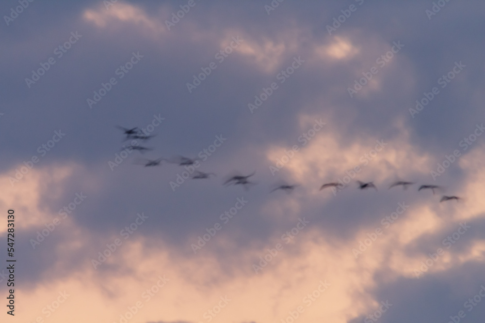 Abstract landscape, birds in motion on evening sky blurred landscape