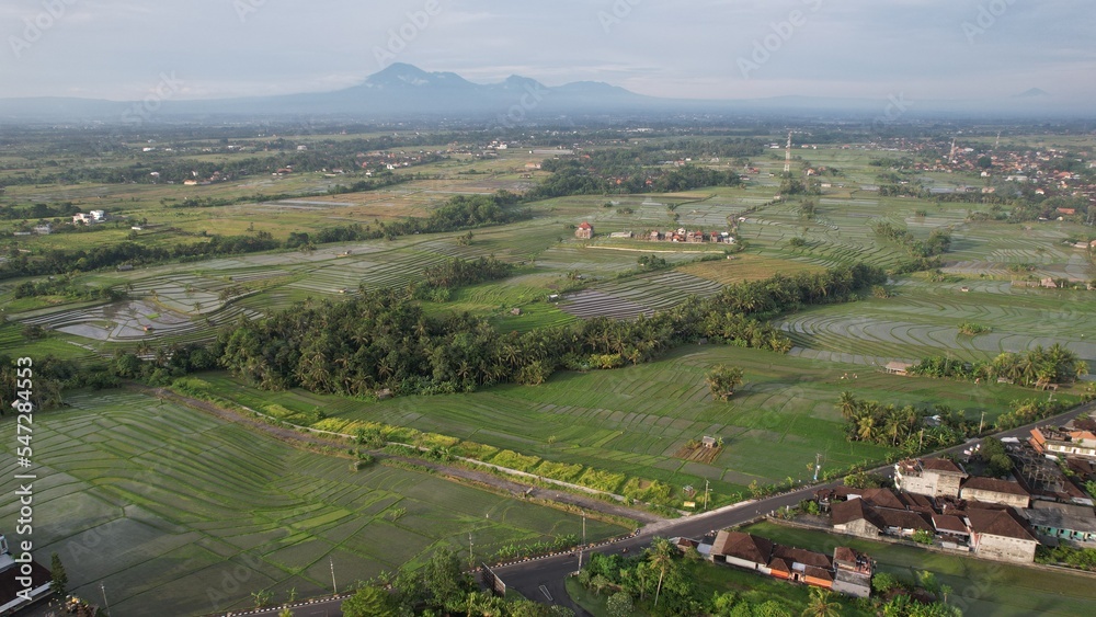Bali, Indonesia - November 10, 2022: The Pererenan Paddy Rice Fields Of Bali, Indonesia