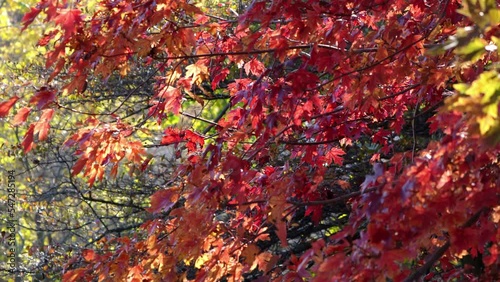 Panning down shot of the branches of a sugar maple tree swaying in the wind as red leaves fall to the ground on a sunny day in autumn or fall season.