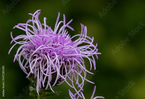 Closeup shot of a blooming purple rough blazing star flower