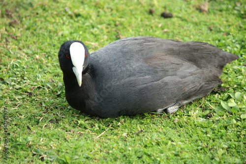 The Eurasian coot (Fulica atra), also known as the common coot, or Australian coot, is a member of the rail and crake bird family, the Rallidae. It is found in Europe, Asia, Australia, New Zealand 