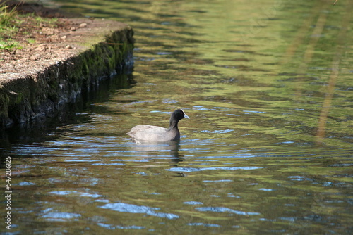 The Eurasian coot (Fulica atra), also known as the common coot, or Australian coot, is a member of the rail and crake bird family, the Rallidae. It is found in Europe, Asia, Australia, New Zealand and