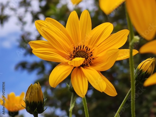 yellow flower and blue sky