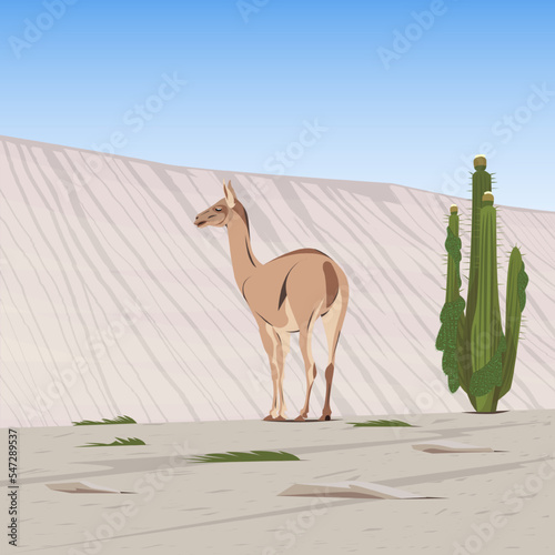 Chilean Atacama Desert, Lama in the natural habitat. South America, Rocky terrain with desert vegetation, cactus. Wildlife scene, artistic drawing, vector illustration.