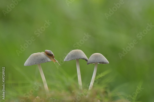 Little slugs were among three white mushrooms