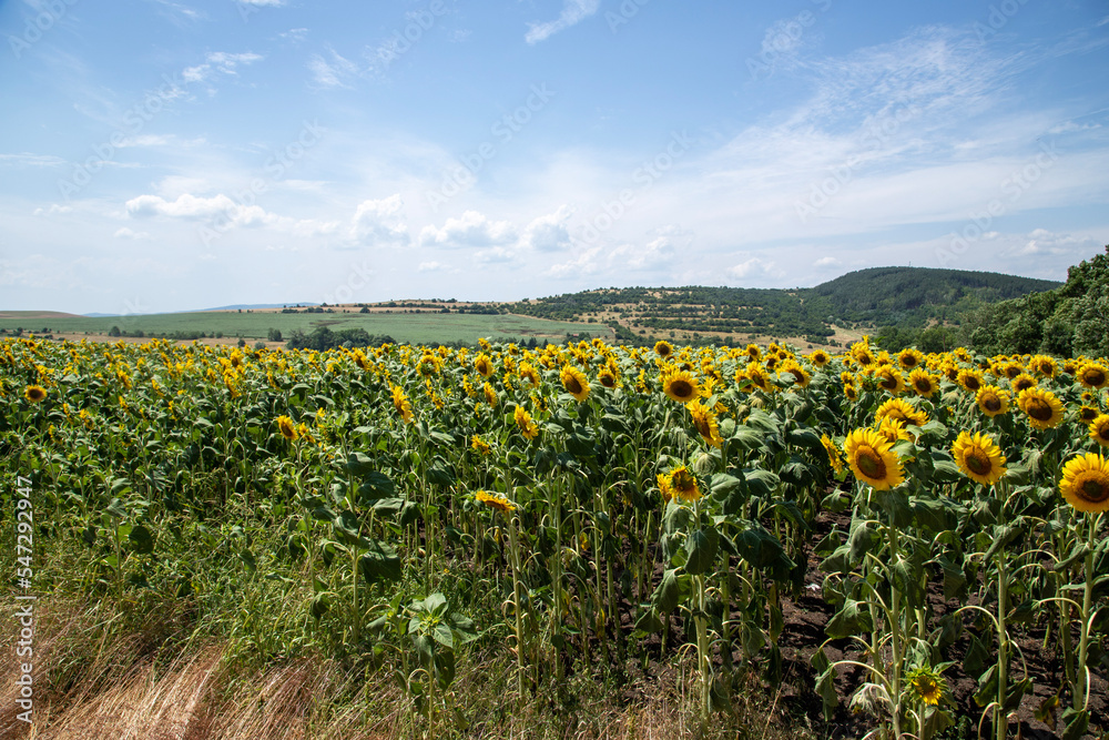 field of sunflowers