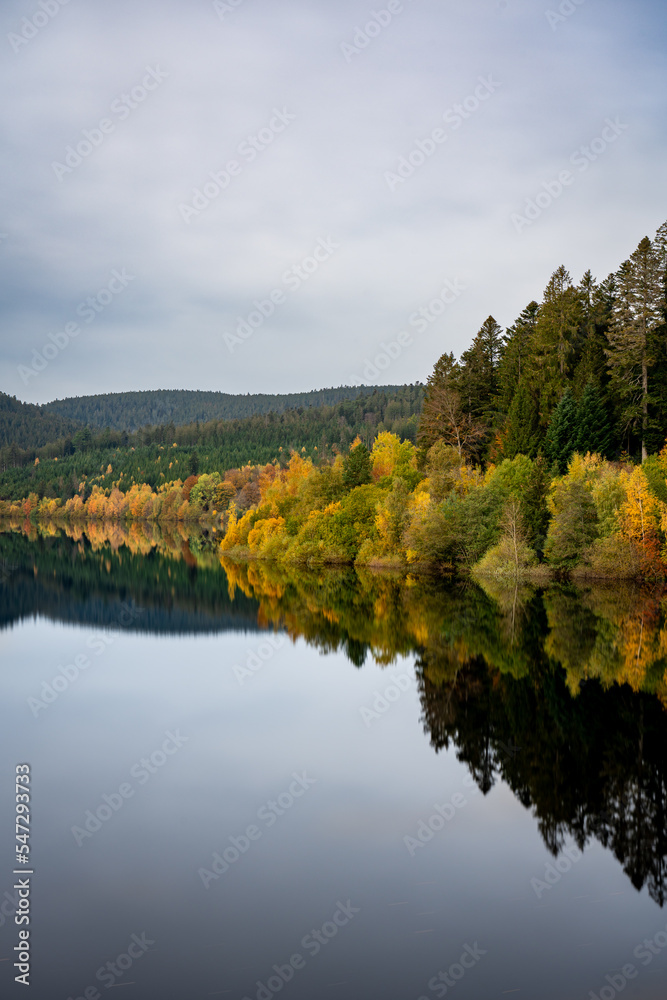 Tree line on the shore of a lake with reflections in the water