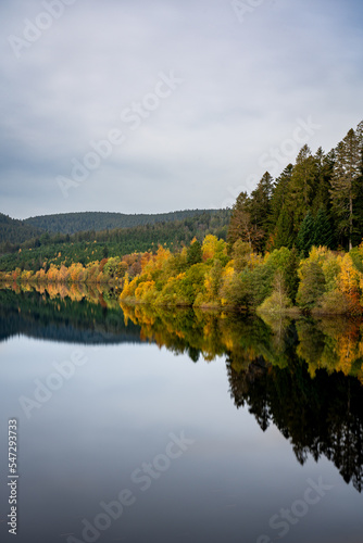 Tree line on the shore of a lake with reflections in the water