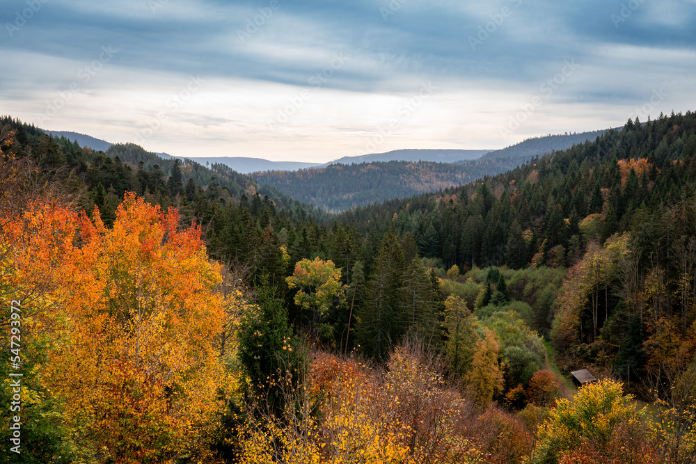 Ariel view of the black forest in autumn with cloudy sky