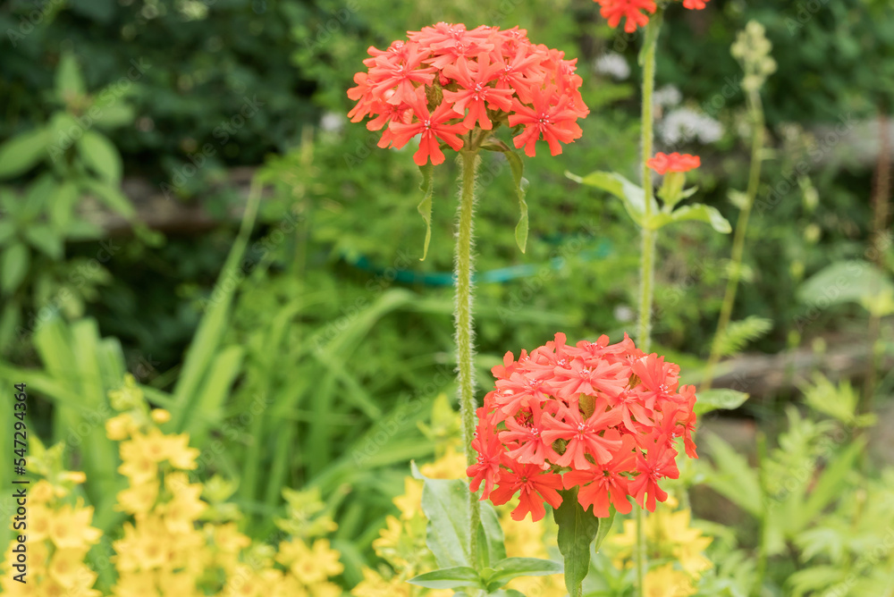 Summer flowering of perennial ornamental Dawn ordinary (Lykhnis) in a suburban area. Summer flowering of perennial ornamental Dawn ordinary (Lykhnis) in a suburban area.