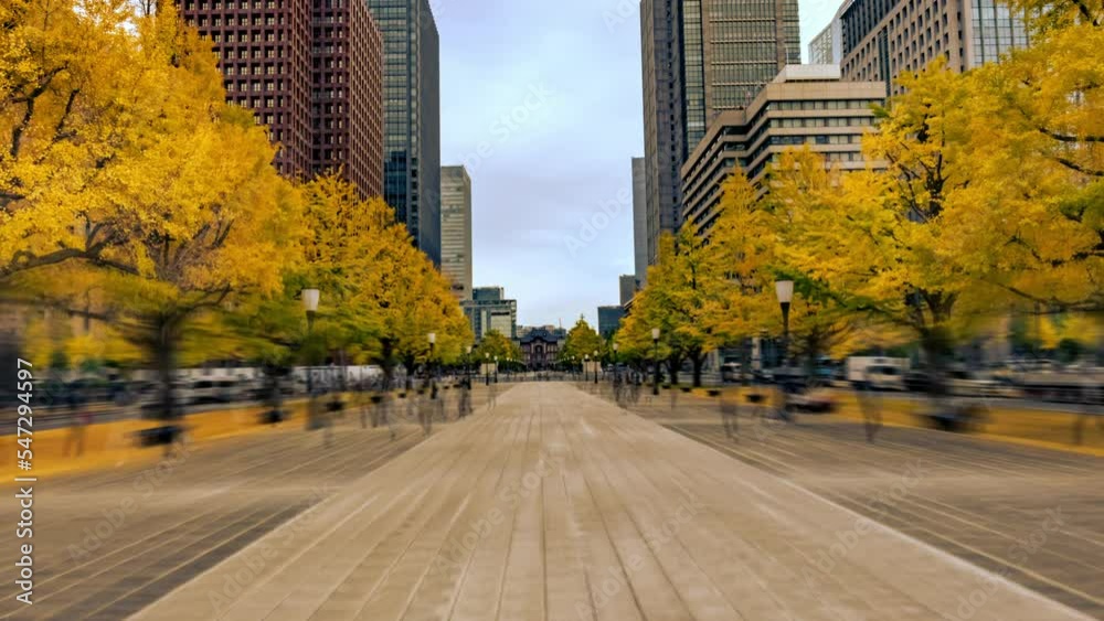 東京駅丸の内広場前の行幸通りの銀杏並木（4kタイムラプス・ハイパーラプス）